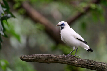 Bali Myna (Leucopsar rothschildi) perched on wooden rail with blurred green background in Hong Kong.

