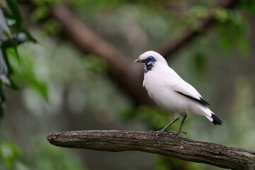 Bali Myna (Leucopsar rothschildi) perched on wooden rail with blurred green background in Hong Kong.
