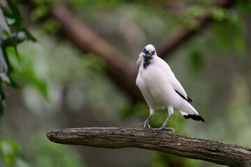 Bali Myna (Leucopsar rothschildi) perched on wooden rail with blurred green background in Hong Kong.
