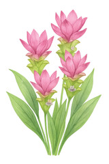 Curcuma Flower Bouquet – Watercolor Siam Tulip Clipart (PNG)