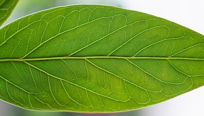 Obraz premium vibrant green leaf on a transparent background showcasing intricate veins and natural beauty perfect for eco friendly designs botanical themes and nature inspired projects