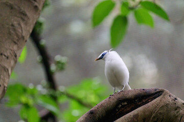 Bali Myna (Leucopsar rothschildi) perched on wooden rail with blurred green background in Hong Kong.