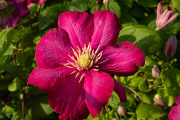 Clematis Flower Blooming – Pink Climbing Clematis Vine with Green Leaves and Yellow Stamens for Garden, Landscape, and Floral Design Inspiration
