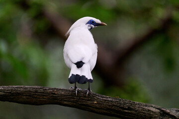 Bali Myna (Leucopsar rothschildi) perched on wooden rail with blurred green background in Hong Kong.
