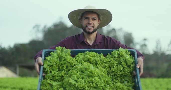 Male farmer proudly holding a crate of organic lettuce after harvest in a rural field. Traditional farming, sustainability and local food production in Latin America.