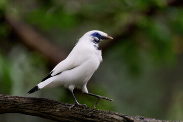 Bali Myna (Leucopsar rothschildi) perched on wooden rail with blurred green background in Hong Kong.
