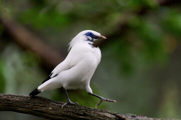 Bali Myna (Leucopsar rothschildi) perched on wooden rail with blurred green background in Hong Kong.
