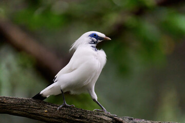 Bali Myna (Leucopsar rothschildi) perched on wooden rail with blurred green background in Hong Kong.