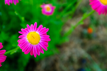 Echinacea Purpurea Flower with Vibrant Pink Petals and Yellow Center in Summer Garden – Close-Up of Blooming Ornamental Perennial on Green Blurred Background