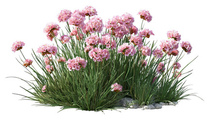 PNG of A vibrant cluster of pink flowers amidst lush green grass, creating a picturesque garden scene.