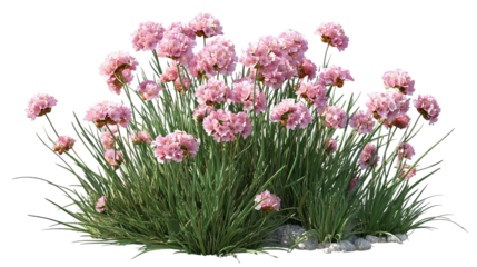 PNG of A vibrant cluster of pink flowers amidst lush green grass, creating a picturesque garden scene.