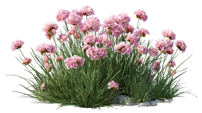 PNG of A vibrant cluster of pink flowers amidst lush green grass, creating a picturesque garden scene.