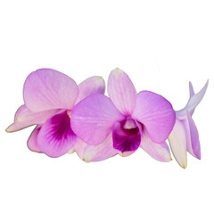 Purple orchids isolated on white background.