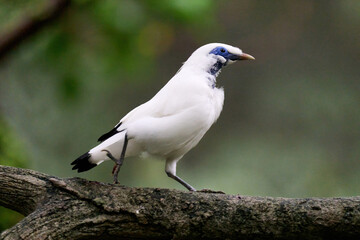 Bali Myna (Leucopsar rothschildi) perched on wooden rail with blurred green background in Hong Kong.
