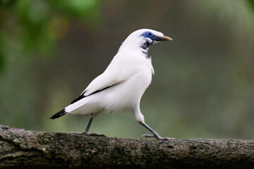 Bali Myna (Leucopsar rothschildi) perched on wooden rail with blurred green background in Hong Kong.
