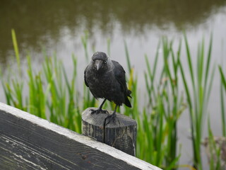 Black bird on a fence