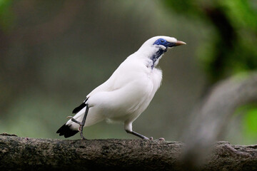 Bali Myna (Leucopsar rothschildi) perched on wooden rail with blurred green background in Hong Kong.
