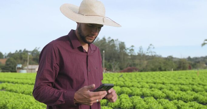 Male organic farmer using smartphone app to analyze lettuce crop in the field. Smart farming and sustainable agriculture technology in action.