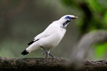 Bali Myna (Leucopsar rothschildi) perched on wooden rail with blurred green background in Hong Kong.