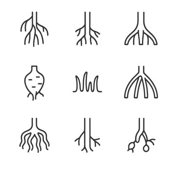 Various Root Icons. Outline icon set of root types: aerial roots, adventitious roots, buttress roots, storage roots,