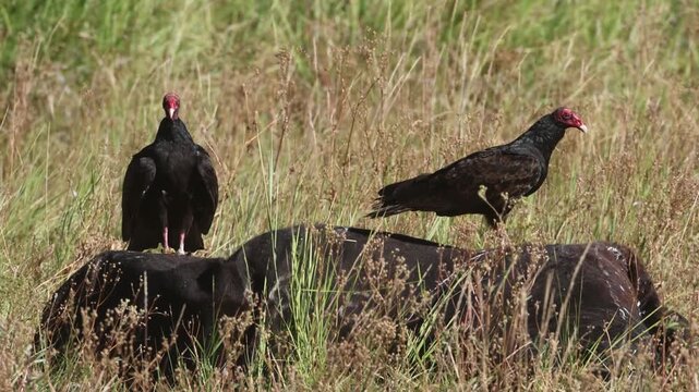 Two turkey vultures (Cathartes aura) feed on a dead cow in a grassy field in Lassen County, California, showcasing scavenger behavior in the wild.