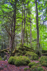 Enchanted ancient forest with moss-covered rocks and trees