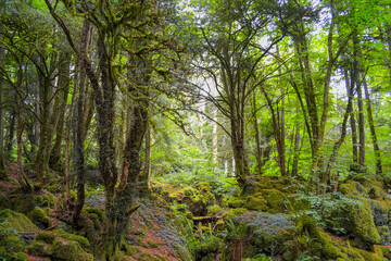 Enchanted ancient forest with moss-covered rocks and trees