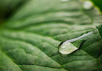 Macro image of water droplets on green leaves, close-up of rainy season drops rainwater on the...