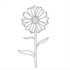 Daisy Flower Outline Minimal Botanical Line Art 