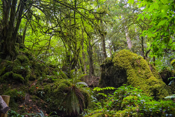 Enchanted ancient forest with moss-covered rocks and trees