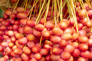 Fresh ripe red dates hanging in large clusters on a date palm tree, ready for harvest. Vibrant tropical farm scene with natural greenery in the background. Agriculture and organic fruit concept.