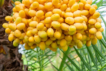 Fresh Barhi ,Ripe yellow dates hanging in large clusters on a date palm tree, ready for harvest. Vibrant tropical farm scene with natural greenery in the background. Agriculture and organic fruit .