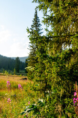 Spruce branches overgrown with moss in the rays of the evening sun. Ergaki Nature Park