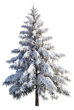 Snowy Christmas tree isolated on white, ideal for winter holiday, greeting cards, and festive scenes