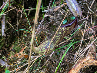 Rare Nepenthes or Tropical Pitcher Plant at Meratus Mountain, Borneo Rainforest