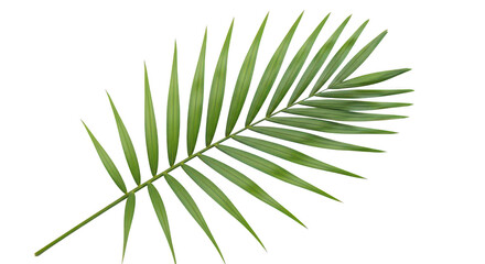 Fototapeta premium Single Palm Leaf Green Frond Tropical