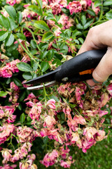 garden, garden care, pruning old bushes, after flowering and disease 