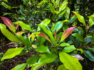 Fresh Clove Leaf at Meratus Mountain, Borneo Rainforest