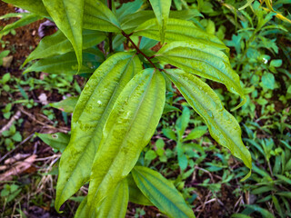 Fresh Cinnamon Leaf at Meratus Mountain, Borneo Rainforest