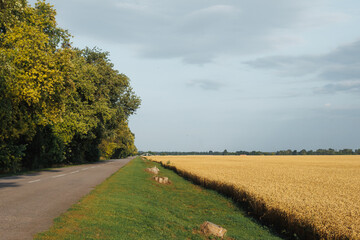 field of ripe wheat near the road
