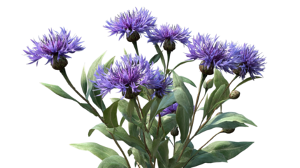 PNG of A vibrant cluster of purple cornflower blooms with lush green leaves, showcasing nature's beauty.