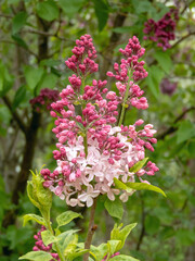 Syringa vulgaris or lilac pale pink flowers and bright buds in spring garden