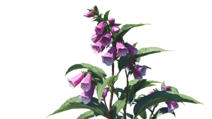 PNG of Beautiful pink bellflower blooms with delicate white tips, adding a touch of elegance to any garden setting.