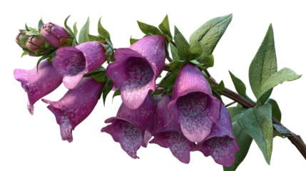 PNG of A cluster of vibrant purple bellflowers with delicate green leaves against a pure background.