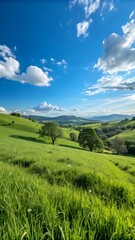 Fototapeta premium Beautiful green grass meadow landscape with a blue sky background