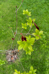 Rhododendron with dry leaves