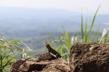 lizard on the rock
