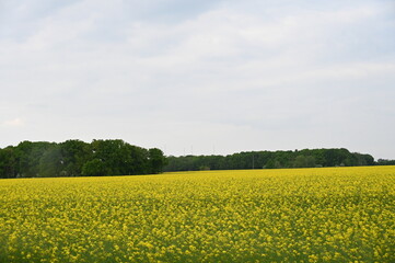 Obraz premium Champs de fleurs jaunes yellow flowers field countryside