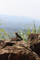 lizard on the rock