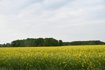 Obraz premium Champs de fleurs jaunes yellow flowers field countryside